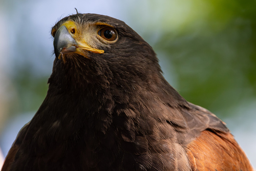 View of a Harris s Hawk portrait with detailed dark feathers and a sharp yellow beak in Selestat Grand Est France.