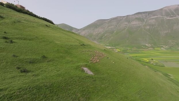 Aerial view of sheep grazing on the hills of Castelluccio Italy.