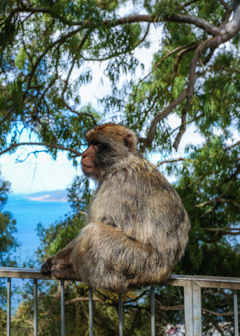 View of a Barbary macaque perched on a railing against the backdrop of the azure sea framed by verdant trees Gibraltar Gibraltar. View of a Barbary macaque perched on a railing against the backdrop of the azure sea framed by verdant trees Gibraltar Gibraltar.