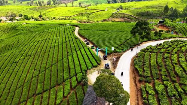 Aerial view of Kebun Teh Pangalengan tea plantation Indonesia. Aerial view of Kebun Teh Pangalengan tea plantation Indonesia.