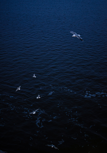 View of seagulls flying over the dark blue ripples of the Baltic Sea near the Port of Helsinki Uusimaa Finland. View of seagulls flying over the dark blue ripples of the Baltic Sea near the Port of Helsinki Uusimaa Finland.
