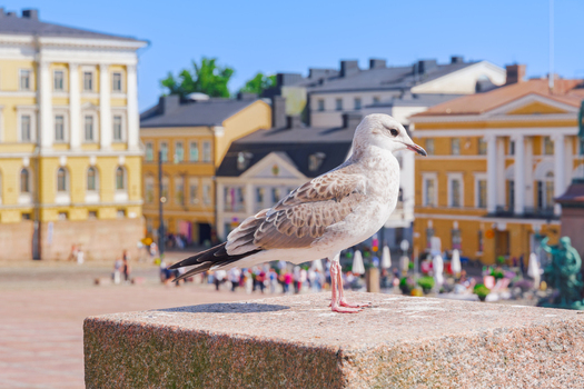View of a seagull perched on a stone pedestal in Senate Square with neoclassical buildings in the background in Helsinki Uusimaa Finland.