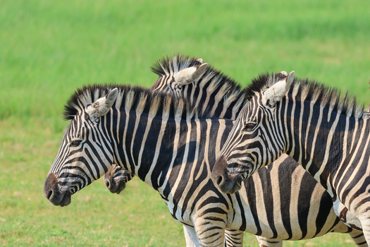 View of three strikingly striped zebras standing alertly in a vibrant green field their contrasting patterns a marvel of nature Kruger Park South Africa. View of three strikingly striped zebras standing alertly in a vibrant green field their contrasting patterns a marvel of nature Kruger Park South Africa.