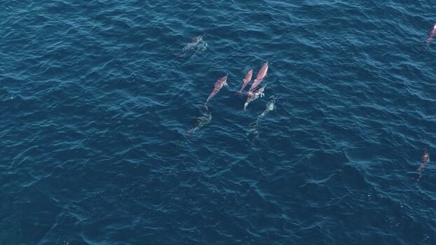 Aerial view of a pod of dolphins in the ocean Maldives. Aerial view of a pod of dolphins in the ocean Maldives.