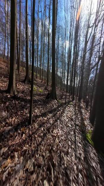 Aerial FPV view of a bare forest United Kingdom. Aerial FPV view of a bare forest United Kingdom.