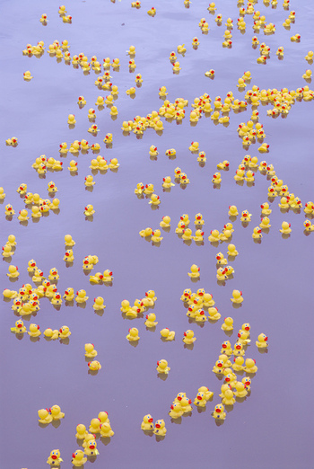 View of numerous yellow rubber ducks floating on a purple surface in Honolulu Hawaii United States.
