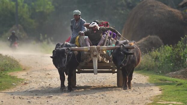 View of men riding a buffalo drawn cart in Nepal.