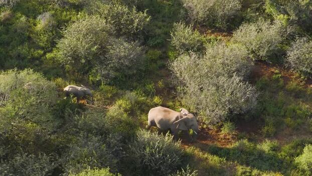 Aerial view of elephants in the bush in Thabazimbi South Africa.