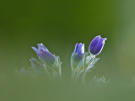 View of purple Pasque flowers blooming in a meadow with soft natural light in Cambridgeshire United Kingdom. View of purple Pasque flowers blooming in a meadow with soft natural light in Cambridgeshire United Kingdom.