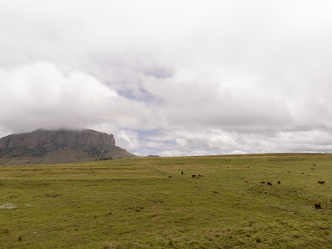 Aerial view of cattle grazing in a vast green pasture with a large flat topped mountain partially shrouded in clouds under an overcast sky in Bloemfontein Free State South Africa. Aerial view of cattle grazing in a vast green pasture with a large flat topped mountain partially shrouded in clouds under an overcast sky in Bloemfontein Free State South Africa.