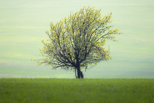 View of a solitary tree with budding green leaves standing in a lush grassy field under soft morning light Sardice South Moravian Region Czechia. View of a solitary tree with budding green leaves standing in a lush grassy field under soft morning light Sardice South Moravian Region Czechia.