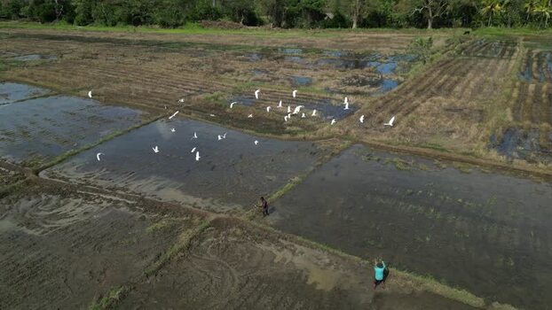 Aerial view of rice paddies in Sigiriya Sri Lanka.