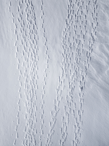 Aerial view of multiple sets of footprints creating textured tracks across a deep pristine snow covered field in Kvaloya Troms Norway. Aerial view of multiple sets of footprints creating textured tracks across a deep pristine snow covered field in Kvaloya Troms Norway.
