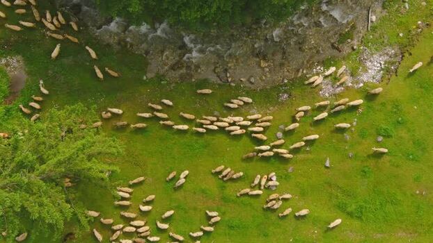 Aerial view of sheep grazing on a green pasture in Romania. Aerial view of sheep grazing on a green pasture in Romania.