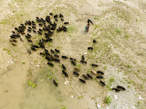 Aerial view of a herd of black pigs moving across a muddy riverbank guided by a person holding an umbrella in Bogura Rajshahi Division Bangladesh. Aerial view of a herd of black pigs moving across a muddy riverbank guided by a person holding an umbrella in Bogura Rajshahi Division Bangladesh.