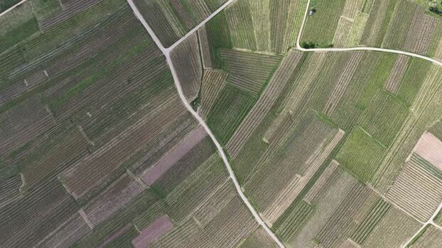 Aerial view of lush vineyards and rural roads France. Aerial view of lush vineyards and rural roads France.
