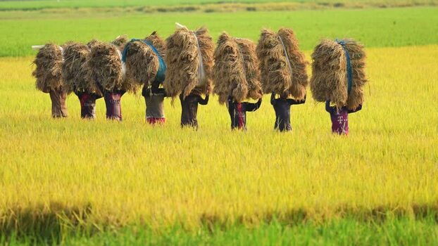 View of farmers carrying rice bundles in Natore Bangladesh. View of farmers carrying rice bundles in Natore Bangladesh.