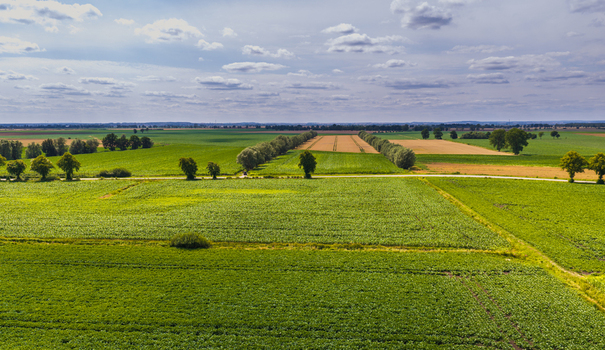 Aerial view of lush agricultural fields and rows of trees in the rural landscape of Tczew Pomeranian Voivodeship Poland. Aerial view of lush agricultural fields and rows of trees in the rural landscape of Tczew Pomeranian Voivodeship Poland.