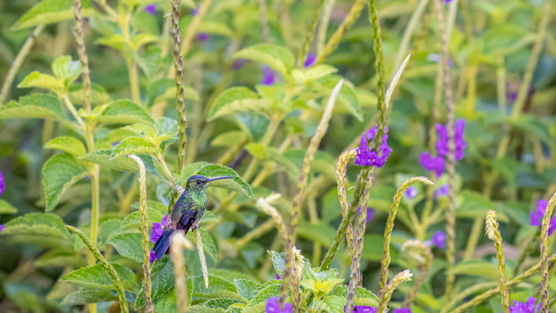 View of a small green hummingbird perched on a stem surrounded by vibrant purple flowers and lush green foliage in Antioquia Colombia.