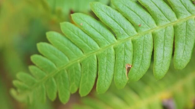 View of a fern leaf in a woodland in Looe United Kingdom. View of a fern leaf in a woodland in Looe United Kingdom.