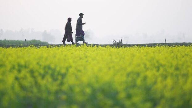 View of people walking past yellow fields in Bogura Bangladesh.
