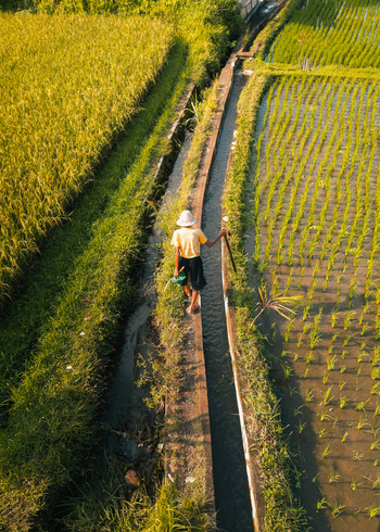 Aerial view of a farmer walking along a narrow irrigation path between lush green rice terraces in the morning light in Ubud Bali Indonesia. Aerial view of a farmer walking along a narrow irrigation path between lush green rice terraces in the morning light in Ubud Bali Indonesia.