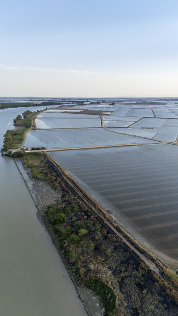 Aerial view of the flooded rice fields of Isla Minima along the Guadalquivir river with agricultural channels under a clear sky in Sevilla Andalucia Spain. Aerial view of the flooded rice fields of Isla Minima along the Guadalquivir river with agricultural channels under a clear sky in Sevilla Andalucia Spain.