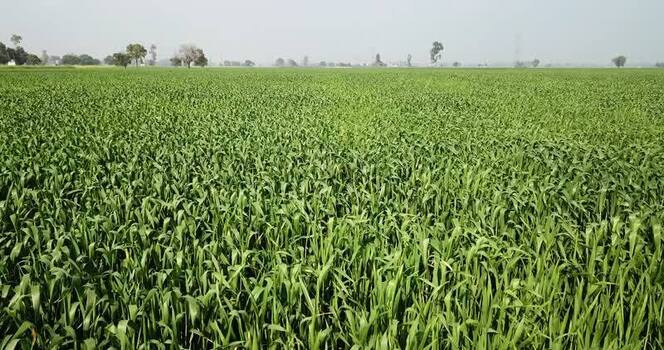 Aerial view of lush green wheat fields India. Aerial view of lush green wheat fields India.
