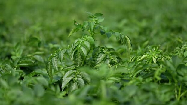 View of green potato plants in a field India. View of green potato plants in a field India.