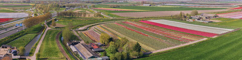 Aerial view of colorful tulip fields along the curved Hoorn Medemblik steam train railway line and the A7 highway Abbekerk North Holland Netherlands. Aerial view of colorful tulip fields along the curved Hoorn Medemblik steam train railway line and the A7 highway Abbekerk North Holland Netherlands.