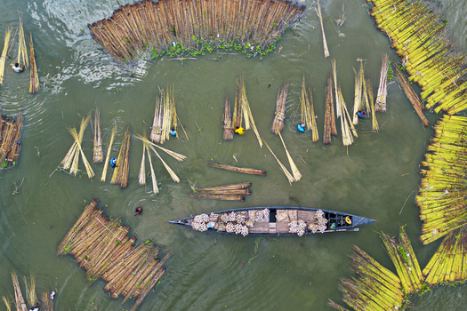 Natore Bangladesh 25 July 2026 Aerial view of jute processing in water with workers standing in wooden boats and bundles of jute fibers floating in the river.