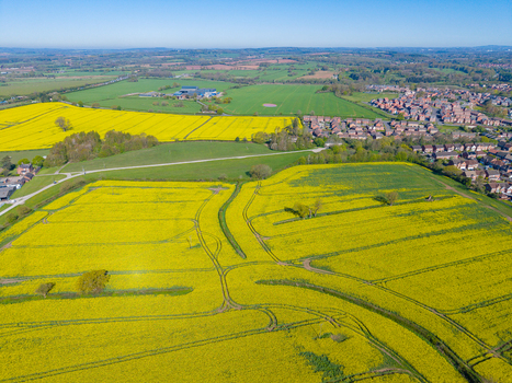 Aerial view of vibrant yellow rapeseed fields in full bloom with green meadows and residential housing in the background in Stone England United Kingdom. Aerial view of vibrant yellow rapeseed fields in full bloom with green meadows and residential housing in the background in Stone England United Kingdom.