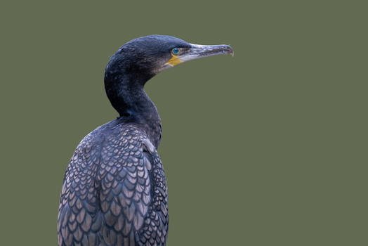 View of a great cormorant profile showing dark iridescent plumage and a sharp hooked beak against a plain green background Selestat Grand Est France.