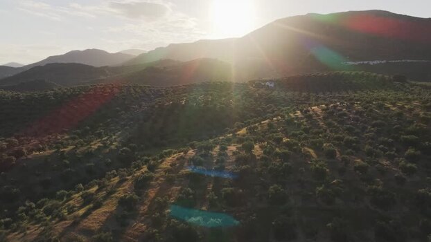 Aerial view of rolling hills and olive groves at sunset Spain.