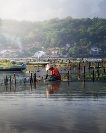 Lembongan Indonesia 02 April 2025 View of a local figure tending to seaweed farms amidst a tranquil bay the morning light casting a soft glow on the water and distant shores. Lembongan Indonesia 02 April 2025 View of a local figure tending to seaweed farms amidst a tranquil bay the morning light casting a soft glow on the water and distant shores.