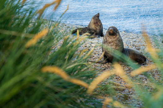 View of two fur seals resting on the pebble beach at Jason Harbour South Georgia and the South Sandwich Islands. View of two fur seals resting on the pebble beach at Jason Harbour South Georgia and the South Sandwich Islands.