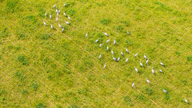 Aerial view of a flock of blue cranes foraging in a lush green field in Greyton Western Cape South Africa.