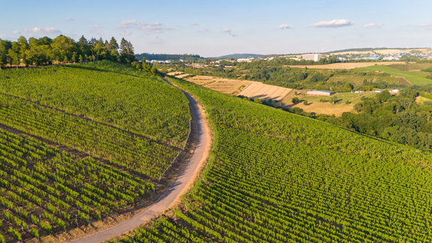 Aerial view of lush green vineyards stretching across the rolling hills of the Moselle valley with a winding road and summer sunlight in Trier Rhineland Palatinate Germany. Aerial view of lush green vineyards stretching across the rolling hills of the Moselle valley with a winding road and summer sunlight in Trier Rhineland Palatinate Germany.