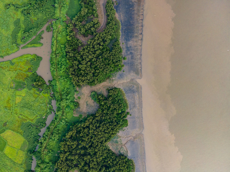 Aerial view of lush mangroves and wetlands bordering the muddy coastline in Thane Maharashtra India. Aerial view of lush mangroves and wetlands bordering the muddy coastline in Thane Maharashtra India.