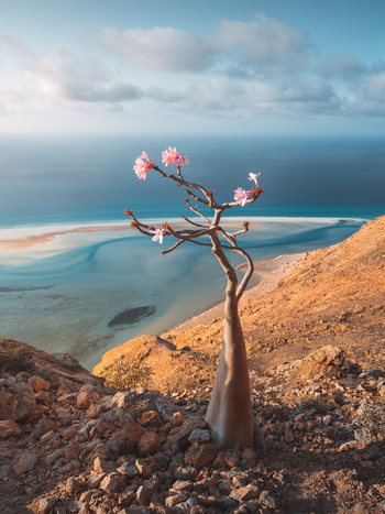 View of a blooming Desert Rose on a rocky slope overlooking the turquoise waters and sandy coastline of Socotra Yemen. View of a blooming Desert Rose on a rocky slope overlooking the turquoise waters and sandy coastline of Socotra Yemen.
