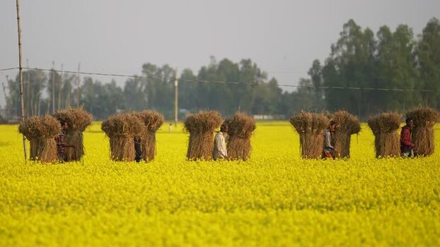 View of farmers carrying bundles in a mustard field Bangladesh.