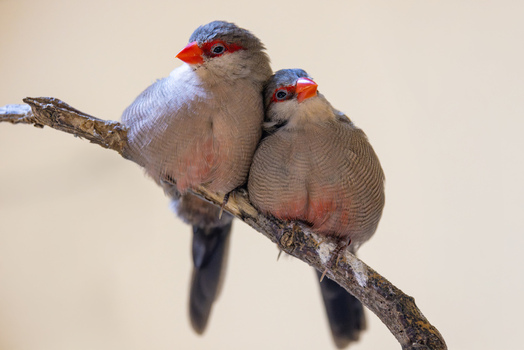 View of two red browed finches perched closely together on a wooden branch against a soft neutral background Mulhouse Grand Est France.