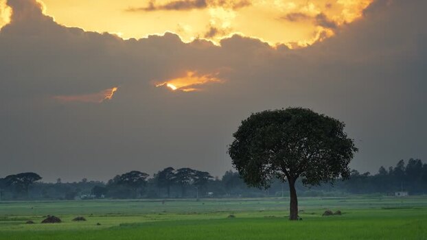 View of a lone tree in a green field at sunset Bangladesh.