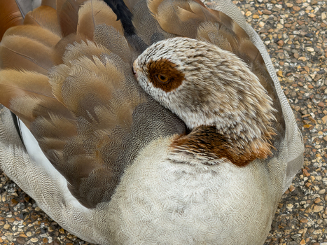 View of an Egyptian goose resting with its head tucked into its feathers at the Edwin B. Forsythe National Wildlife Refuge in Galloway New Jersey United States. View of an Egyptian goose resting with its head tucked into its feathers at the Edwin B. Forsythe National Wildlife Refuge in Galloway New Jersey United States.