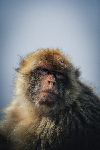 View of a Barbary macaque with its grizzled fur and solemn gaze capturing the essence of wildlife against a hazy backdrop Gibraltar Gibraltar. View of a Barbary macaque with its grizzled fur and solemn gaze capturing the essence of wildlife against a hazy backdrop Gibraltar Gibraltar.