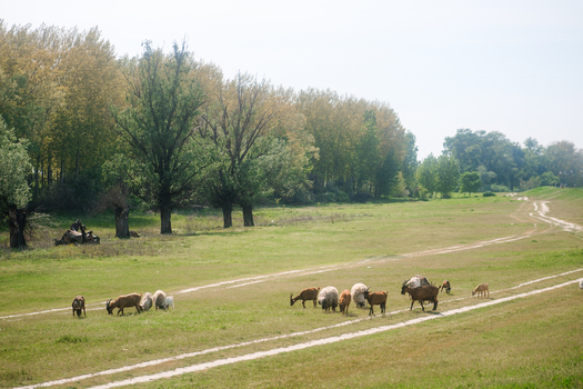 View of a herd of goats and sheep grazing in a lush green meadow beside a dirt road and a line of tall trees in Futog Vojvodina Serbia. View of a herd of goats and sheep grazing in a lush green meadow beside a dirt road and a line of tall trees in Futog Vojvodina Serbia.