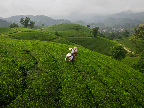 Aerial view of Long Coc Tea Hill with tea pickers wearing traditional conical hats working among the lush green rolling hills in Long Coc Phu Tho Vietnam.