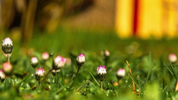 View of blooming daisies in a green field in Latvia.