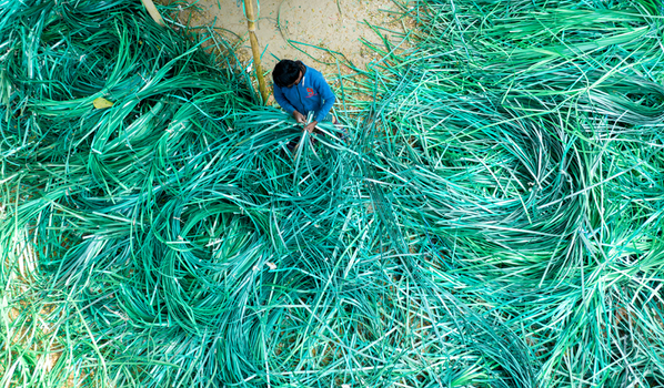 Manikganj Bangladesh 15 January 2025 Aerial view of a lone figure amidst a vibrant sea of tangled emerald green strands crafting or sorting a scene of labor intensive art. Manikganj Bangladesh 15 January 2025 Aerial view of a lone figure amidst a vibrant sea of tangled emerald green strands crafting or sorting a scene of labor intensive art.