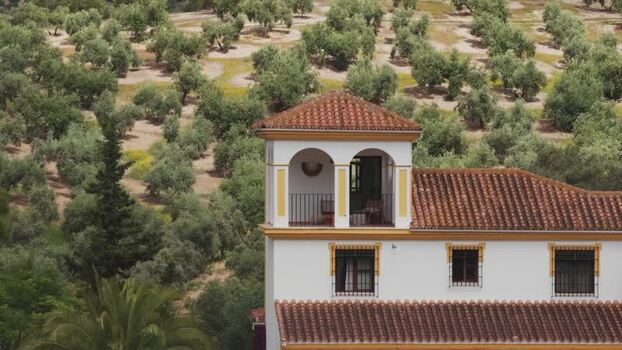 Aerial view of a traditional villa and olive groves Spain.